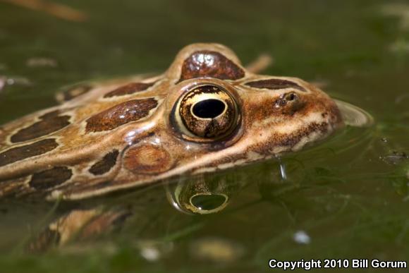 Northern Leopard Frog (Lithobates pipiens)