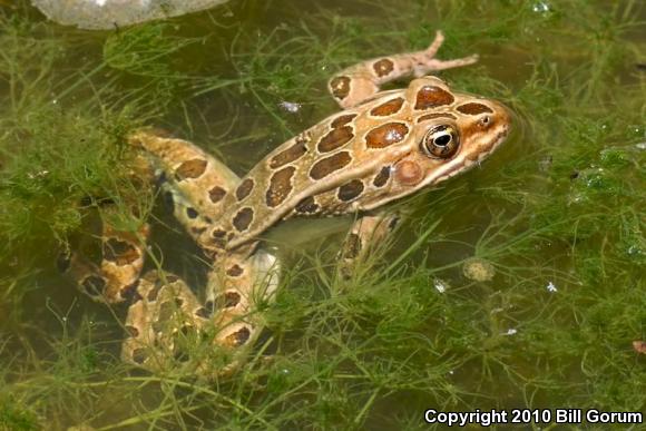 Northern Leopard Frog (Lithobates pipiens)