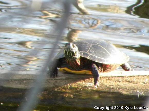 Eastern Painted Turtle (Chrysemys picta picta)