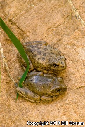 Canyon Treefrog (Hyla arenicolor)