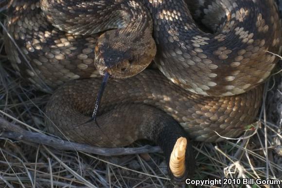 Northern Black-tailed Rattlesnake (Crotalus molossus molossus)