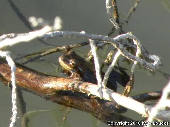 New Jersey Chorus Frog (Pseudacris kalmi)