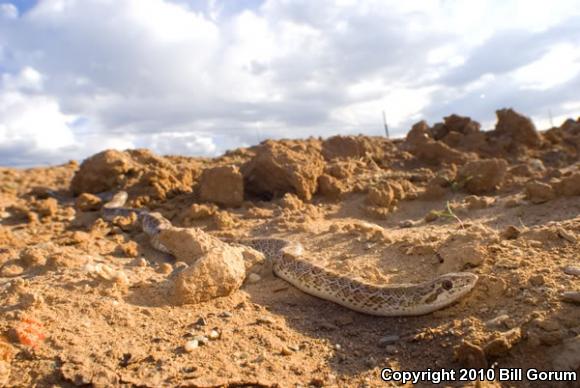 Painted Desert Glossy Snake (Arizona elegans philipi)