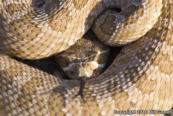 Prairie Rattlesnake (Crotalus viridis)