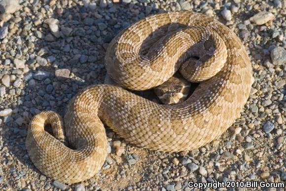 Prairie Rattlesnake (Crotalus viridis)