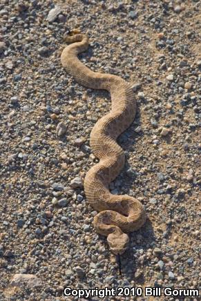 Prairie Rattlesnake (Crotalus viridis)