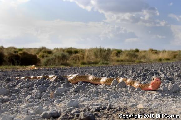 Western Coachwhip (Coluber flagellum testaceus)