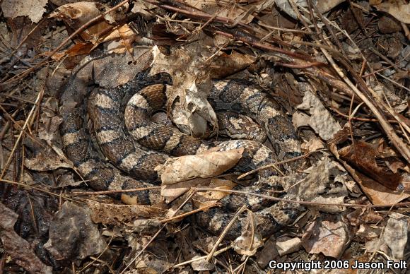 Eastern Milksnake (Lampropeltis triangulum triangulum)