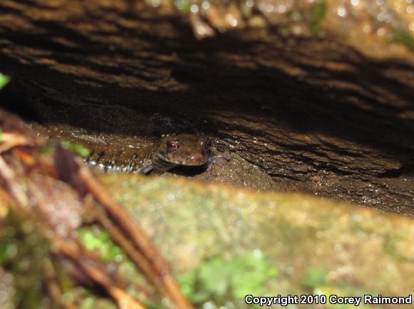 Pigeon Mountain Salamander (Plethodon petraeus)