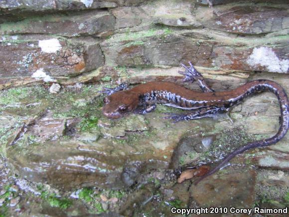 Pigeon Mountain Salamander (Plethodon petraeus)