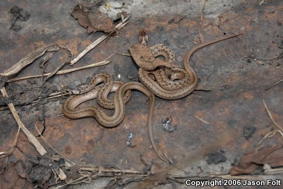 Dekay's Brownsnake (Storeria dekayi)