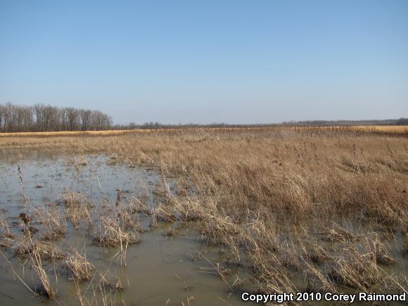 Illinois Chorus Frog (Pseudacris illinoensis)