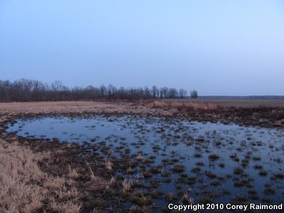 Illinois Chorus Frog (Pseudacris illinoensis)