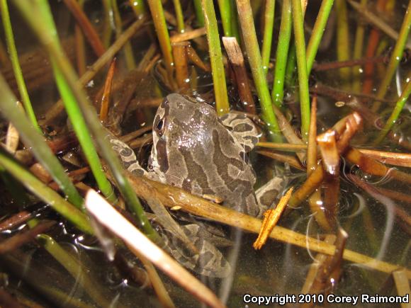 Illinois Chorus Frog (Pseudacris illinoensis)