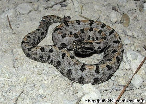 Western Pigmy Rattlesnake (Sistrurus miliarius streckeri)