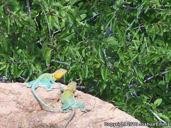 Eastern Collared Lizard (Crotaphytus collaris)