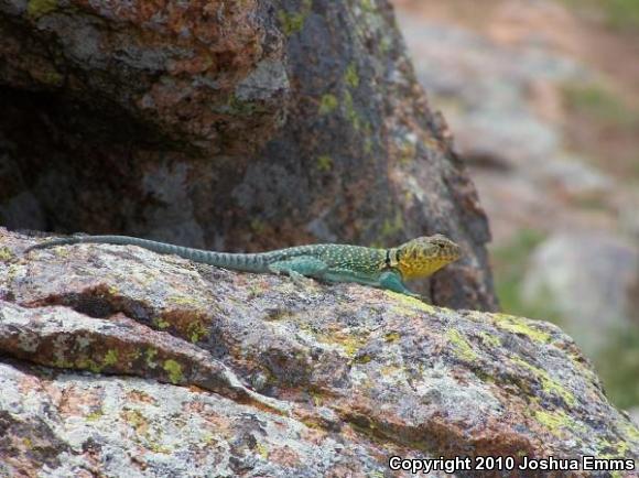 Eastern Collared Lizard (Crotaphytus collaris)