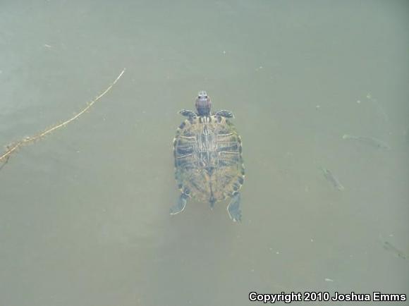 Red-eared Slider (Trachemys scripta elegans)