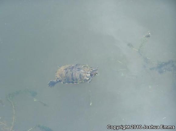 Red-eared Slider (Trachemys scripta elegans)