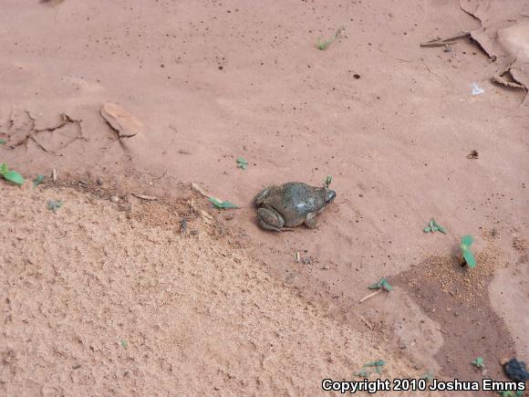 Western Narrow-mouthed Toad (Gastrophryne olivacea olivacea)