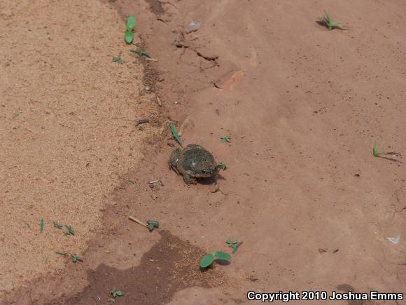 Western Narrow-mouthed Toad (Gastrophryne olivacea olivacea)