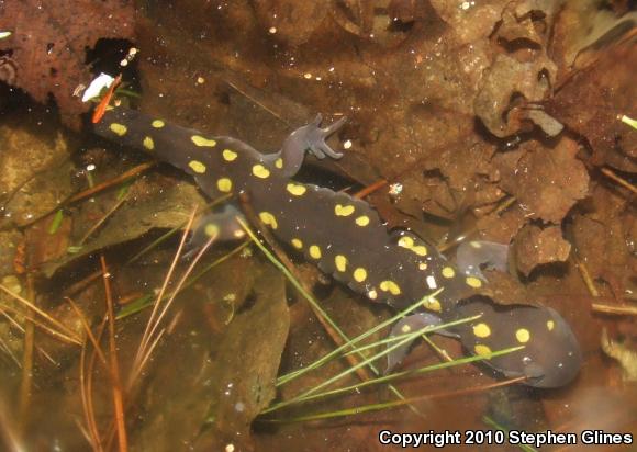 Spotted Salamander (Ambystoma maculatum)