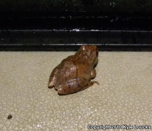 Spring Peeper (Pseudacris crucifer)