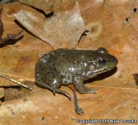 Northern Green Frog (Lithobates clamitans melanota)