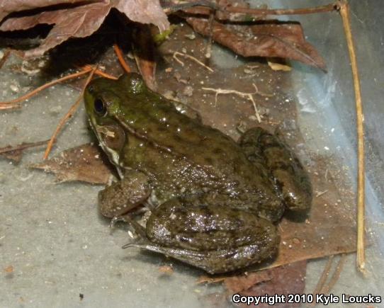 Northern Green Frog (Lithobates clamitans melanota)