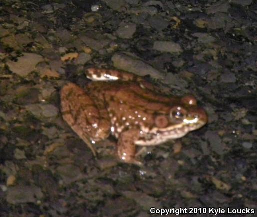 Northern Green Frog (Lithobates clamitans melanota)