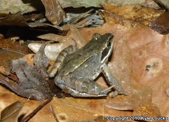 Wood Frog (Lithobates sylvaticus)