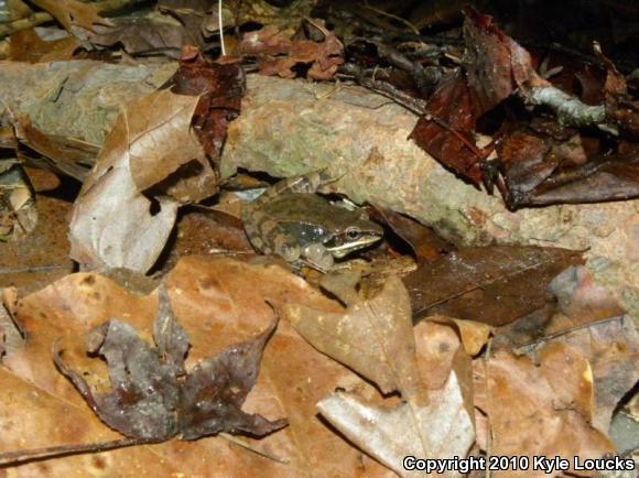 Wood Frog (Lithobates sylvaticus)