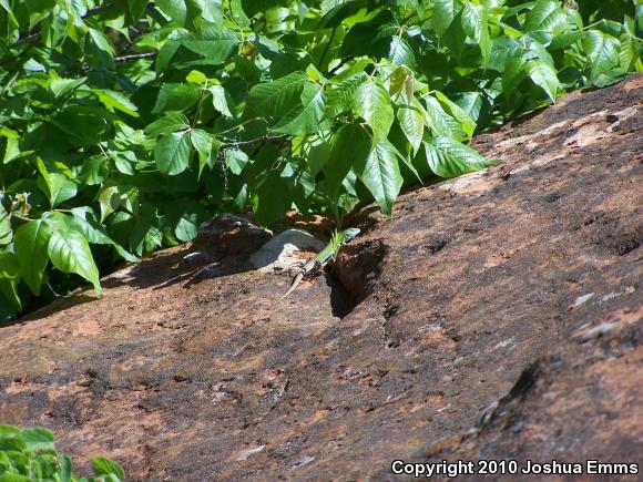 Prairie Racerunner (Aspidoscelis sexlineata viridis)