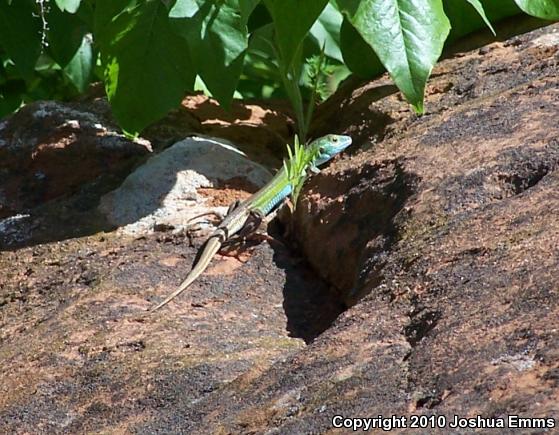 Prairie Racerunner (Aspidoscelis sexlineata viridis)