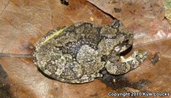 Gray Treefrog (Hyla versicolor)