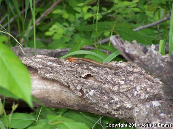 Five-lined Skink (Plestiodon fasciatus)