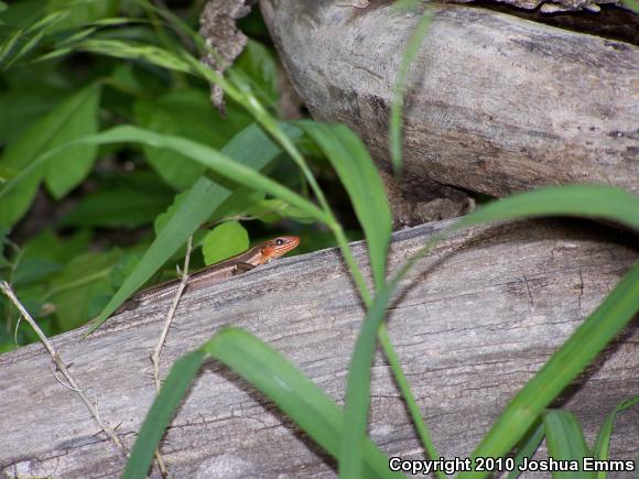 Five-lined Skink (Plestiodon fasciatus)