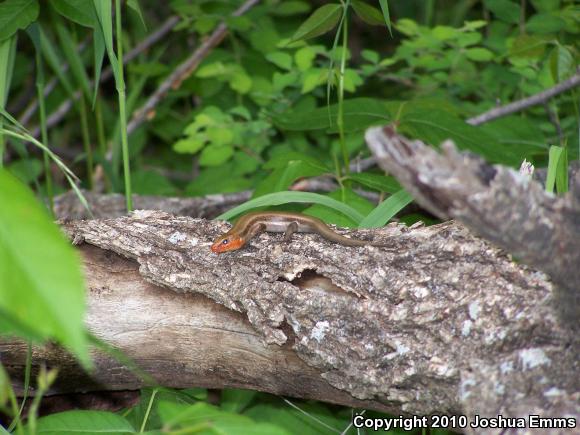 Five-lined Skink (Plestiodon fasciatus)