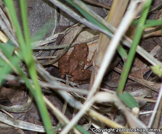 Eastern Cricket Frog (Acris crepitans crepitans)