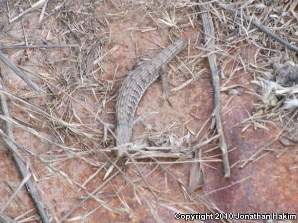 San Diego Alligator Lizard (Elgaria multicarinata webbii)