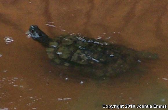 Red-eared Slider (Trachemys scripta elegans)