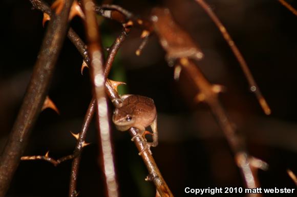 Northern Spring Peeper (Pseudacris crucifer crucifer)