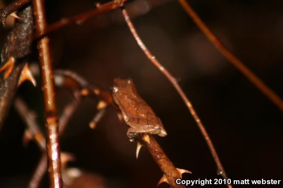 Northern Spring Peeper (Pseudacris crucifer crucifer)