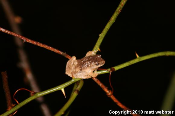 Northern Spring Peeper (Pseudacris crucifer crucifer)