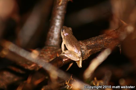 Northern Spring Peeper (Pseudacris crucifer crucifer)