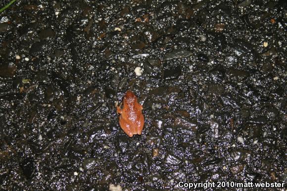 Northern Spring Peeper (Pseudacris crucifer crucifer)