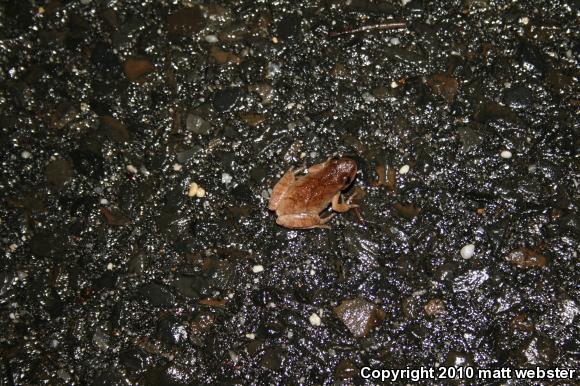 Northern Spring Peeper (Pseudacris crucifer crucifer)