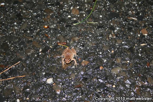 Northern Spring Peeper (Pseudacris crucifer crucifer)