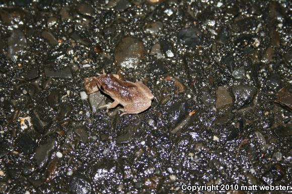 Northern Spring Peeper (Pseudacris crucifer crucifer)