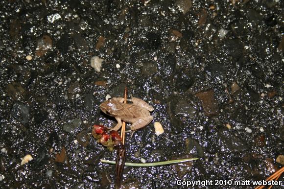 Northern Spring Peeper (Pseudacris crucifer crucifer)